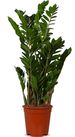 Zamioculcas (L)